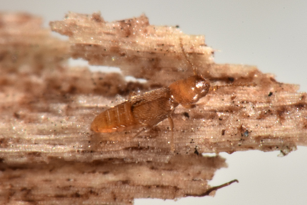 Ptiliidae:  Ptinella sp?